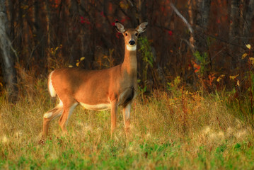 White Tailed Deer at Forest Edge