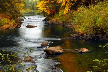 Zelfklevend Fotobehang Forest river in the fall © Elenathewise