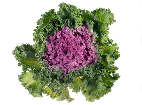 Cabbage purple