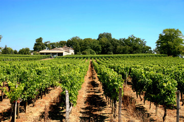 Fototapeta na wymiar winnic w pobliżu Bordeaux