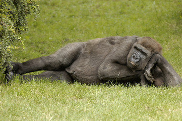 chillin Gorilla 2 © hornyteks