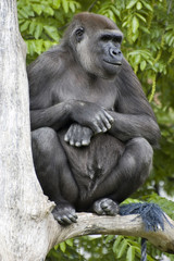 Gorilla 3