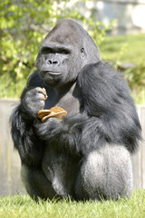 Fototapeta premium Der Gorilla (Gorilla gorilla) 