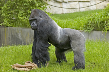 Gorilla 2 © hornyteks