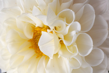 Fototapeta premium white georgina macro