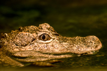 Alligator's gypnotic eyes