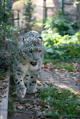 snow leopard 1