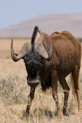 Black Wildebeest