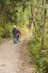 Obraz premium Dog Walking Path