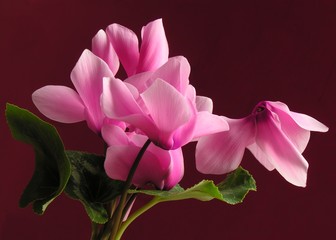 lovely pink cyclamens