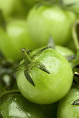 tomatoes
