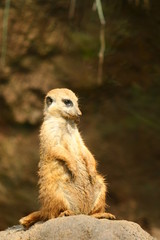 Meerkat Sentry