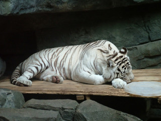 White tiger