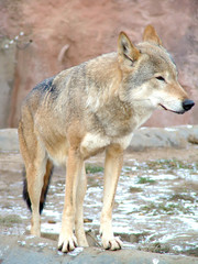 She-wolf, mood is the rest