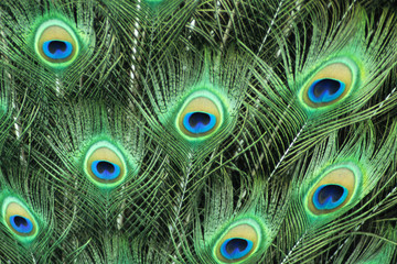 Fototapeta premium Peacock Feathers