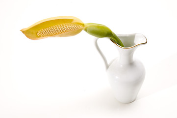 Tropical flower in a vase