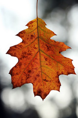 Close-up of beautiful autumn beech leaf