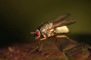 Close-up of fly - Phaonia angelicae