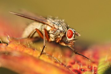 Close-up of asking fly - Phaonia angelicae