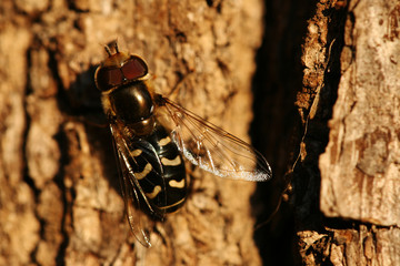 Close-up of hoverfly - Scaeva pyrastri