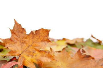 Colorful autumnal leaves