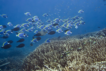 Fototapeta na wymiar Podwodne krajobraz szkoły Blue Surgeonfishes