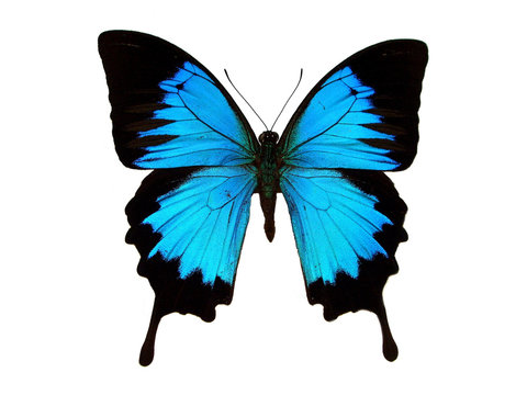 Blue swallowtail.