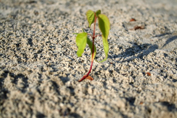 sprout apricot germinates sand