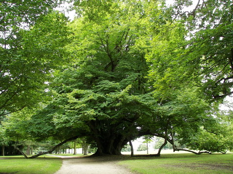 arbre