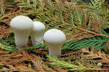 Common Puffballs