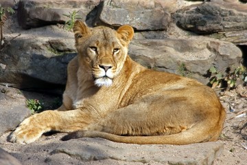 Fototapeta na wymiar Lion in nature