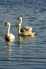 Family of swans