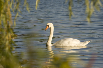 Swan 1