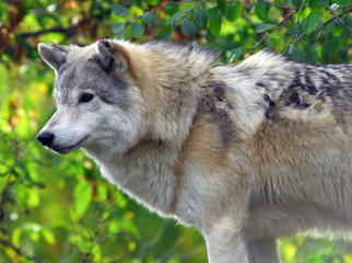 Gray wolf (Canis lupus)