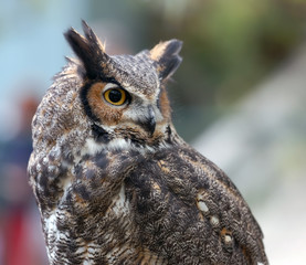 Spotted Eagle Owl (Bubo africanus)