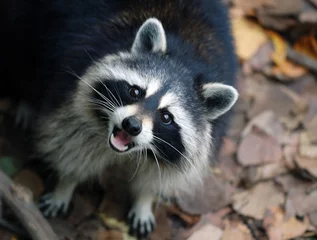 Fototapete Rund Raccoon (Procyon lotor) © nialat