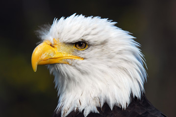 American Bald Eagle (Haliaeetus leucocephalus)
