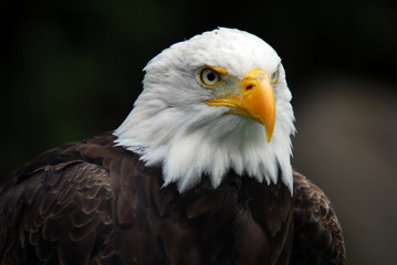 American Bald Eagle (Haliaeetus leucocephalus)