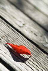 Single red birch leaf on a boardwalk
