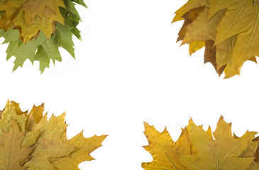 autumn leaf