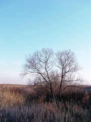 bare tree in the field