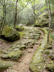 Sentier dans un sous-bois, Chine