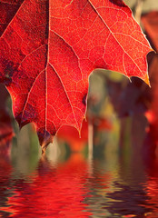 close up of red leaf reflected in the water
