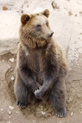 Bär02
