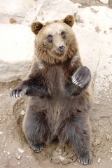 Fototapeta premium Bär03