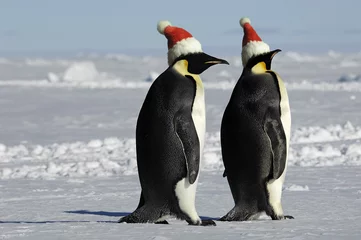 Fototapeten Pinguinpaar an Weihnachten © staphy