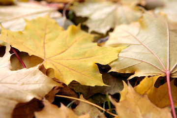 Beautiful leaves