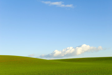 Obraz premium ondulation verte