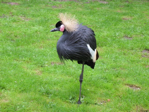 Der Kronenkranich (Balearica pavonina), auch Schwarzhals-Kronenkranich, Pfauenkranich oder Dunkler Kronenkranich genannt, ist eine Vogelart aus der Familie der Kraniche (Gruidae).