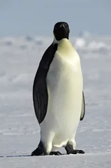 Zelfklevend Fotobehang Penguin watching you © staphy